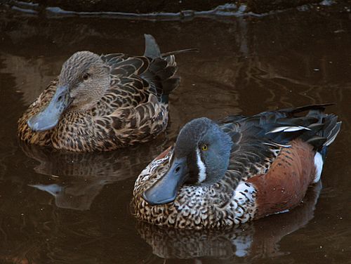 Australasian shoveler